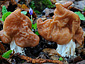 Gyromitra fastigiata