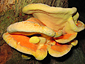 Laetiporus sulphureus