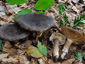 Lactarius picinus