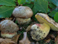 Boletus fechtneri