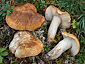 Tricholoma apium