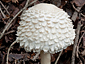 Leucoagaricus nympharum