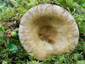 Lactarius olivinus