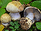 Cortinarius anserinus