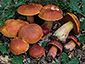 Boletus dupainii