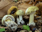 Amanita phalloides