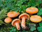 Lactarius salmonicolor