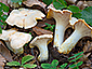 Cantharellus pallens