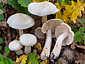 Tricholoma album