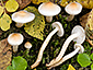 Hygrophorus carpini