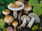 Russula fellea