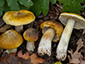 Tricholoma sejunctum