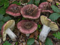 Russula seperina