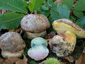 Boletus fechtneri