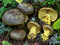 Cortinarius atrovirens