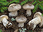 Clitocybe nebularis