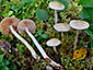 Cortinarius betulinus