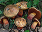 Boletus luteocupreus