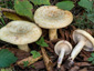 Lactarius flavidus