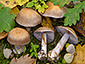 Cortinarius viridicoeruleus