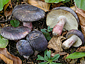 Russula amoena