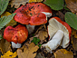 Russula tinctipes