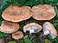 Lactarius tesquorum