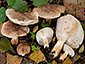 Tricholoma populinum