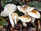 Hygrophorus leucophaeo-ilicis