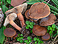 Lactarius hepaticus