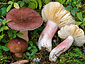 Russula taigarum