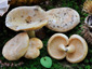 Lactarius illyricus