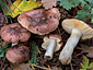 Russula cessans