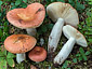 Russula paludosa