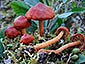 Cortinarius uliginosus