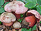 Boletus rubrosanguineus