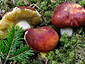 Russula aurea