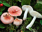 Russula betularum