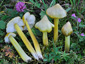 Hygrocybe citrinovirens