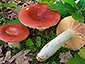 Russula rubroalba