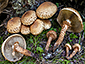 Pholiota squarrosa