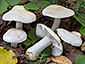 Tricholoma stiparophyllum