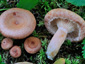 Lactarius torminosulus