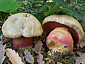 Boletus satanas