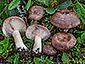 Lactarius robertianus