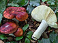 Russula aurea var. axantha