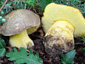 Boletus fechtneri