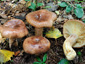 Lactarius hysginus