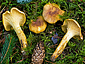 Cantharellus amethysteus