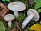 Lactarius luridus